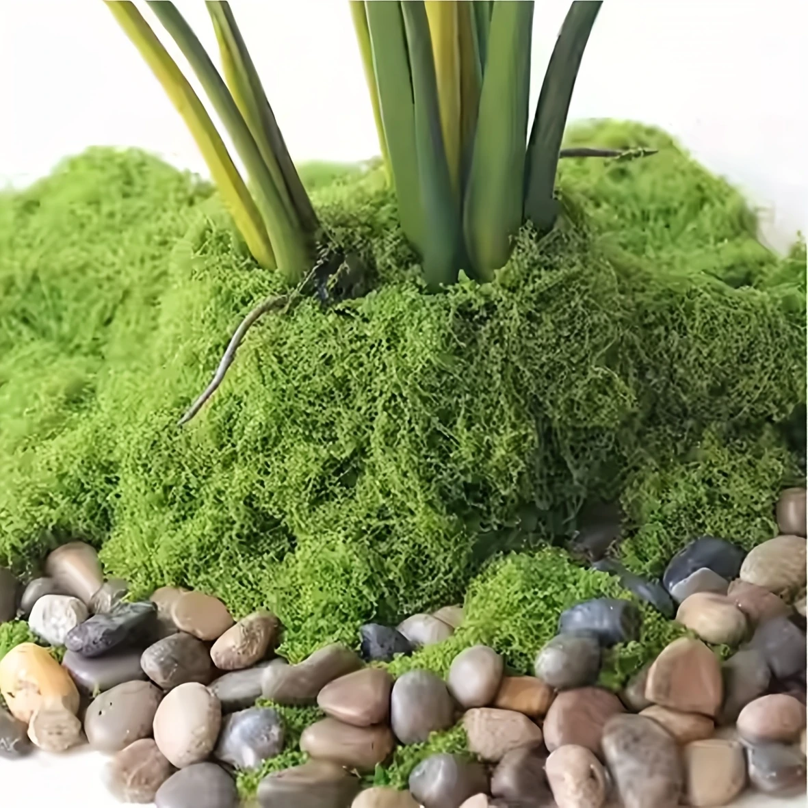 50g Fake Moss DIY Crafts Grass – Sphagnum Moss Dry recenzja i cena
