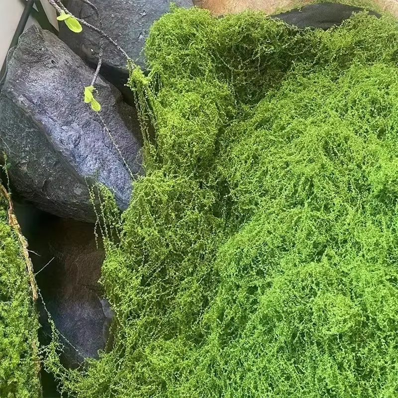 Lifelike Evergreen Artificial  – Sphagnum Moss Dry recenzja i cena