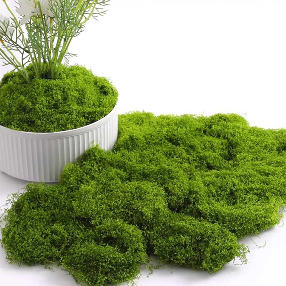 20/40/100g Eternal Life Moss D – Sphagnum Moss Dry recenzja i cena