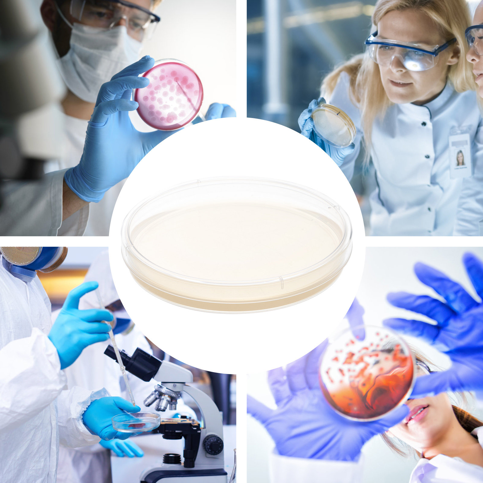 10pcs Nutrient Agar Plates Pre – Agar Tissue Culture recenzja i cena