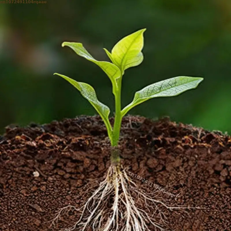 Plant Rooting Powder Indole Bu – Rooting Hormone Powder recenzja i cena