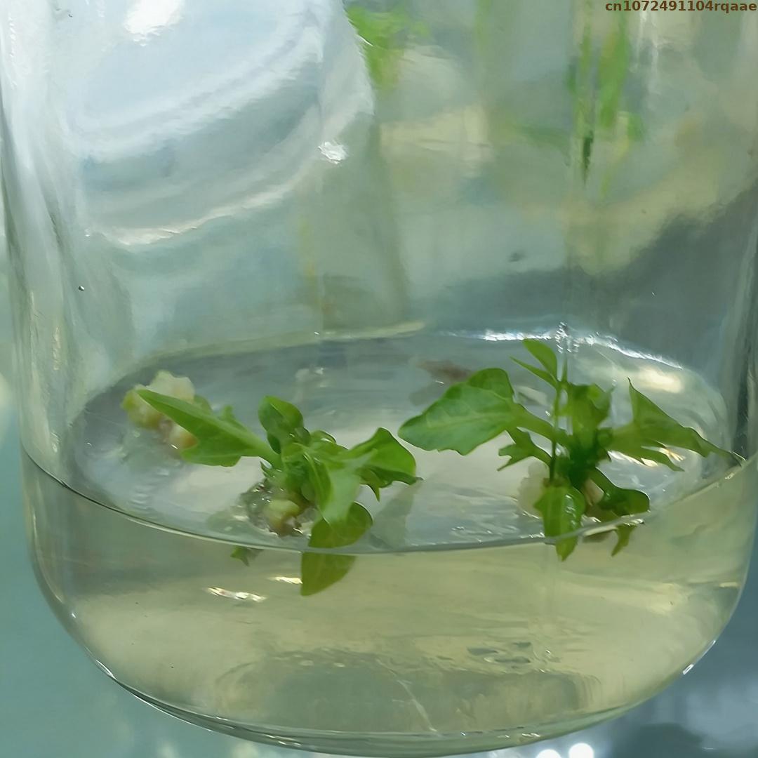 Premium Plant Tissue Culture A – Agar Tissue Culture recenzja i cena