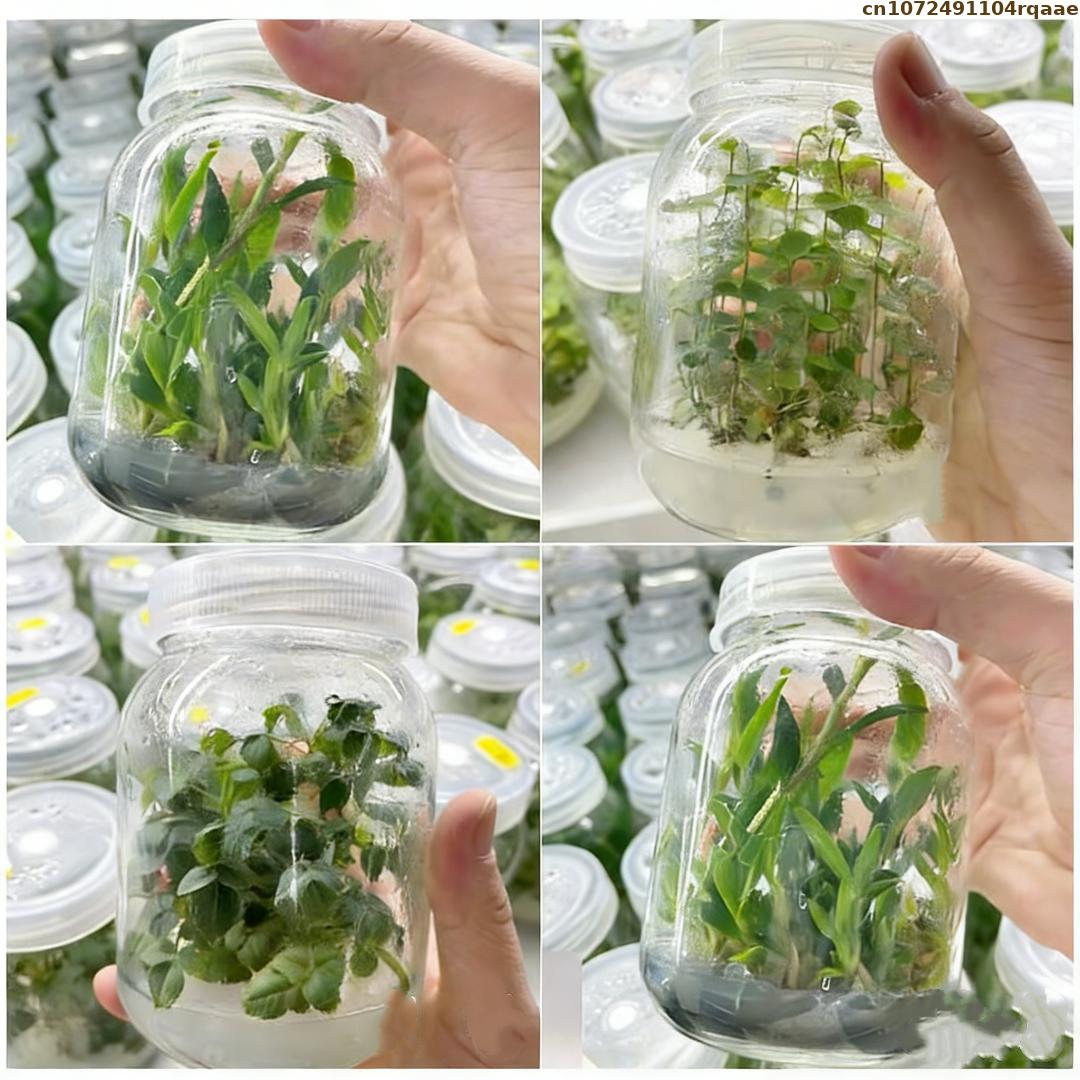 Premium Plant Tissue Culture A – Agar Tissue Culture recenzja i cena