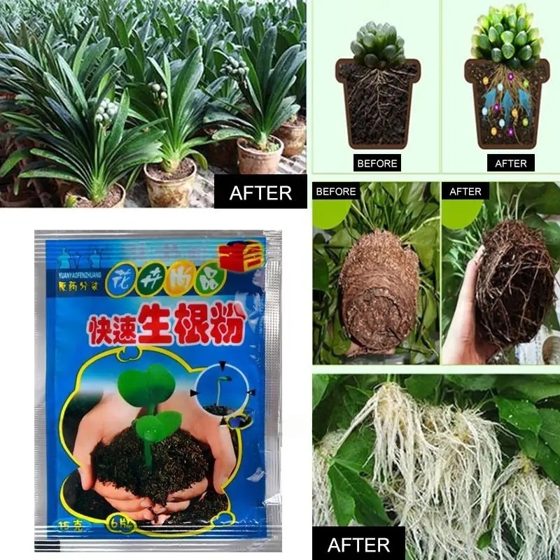5pcs Fast Rooting Powder Plant – Rooting Hormone Powder recenzja i cena