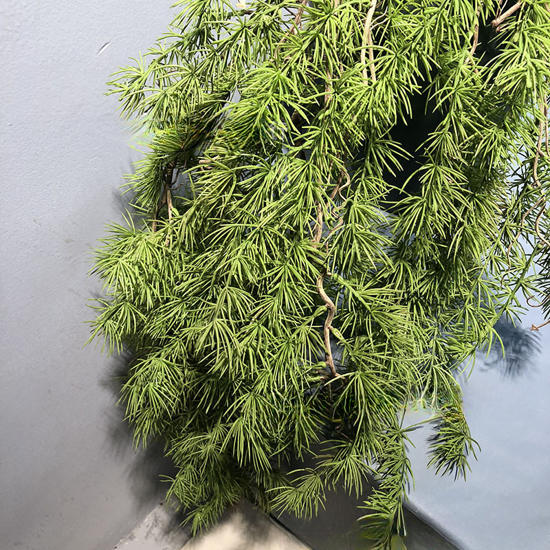 New Pine Needle Vine Wall Hang – Sphagnum Moss Dry recenzja i cena