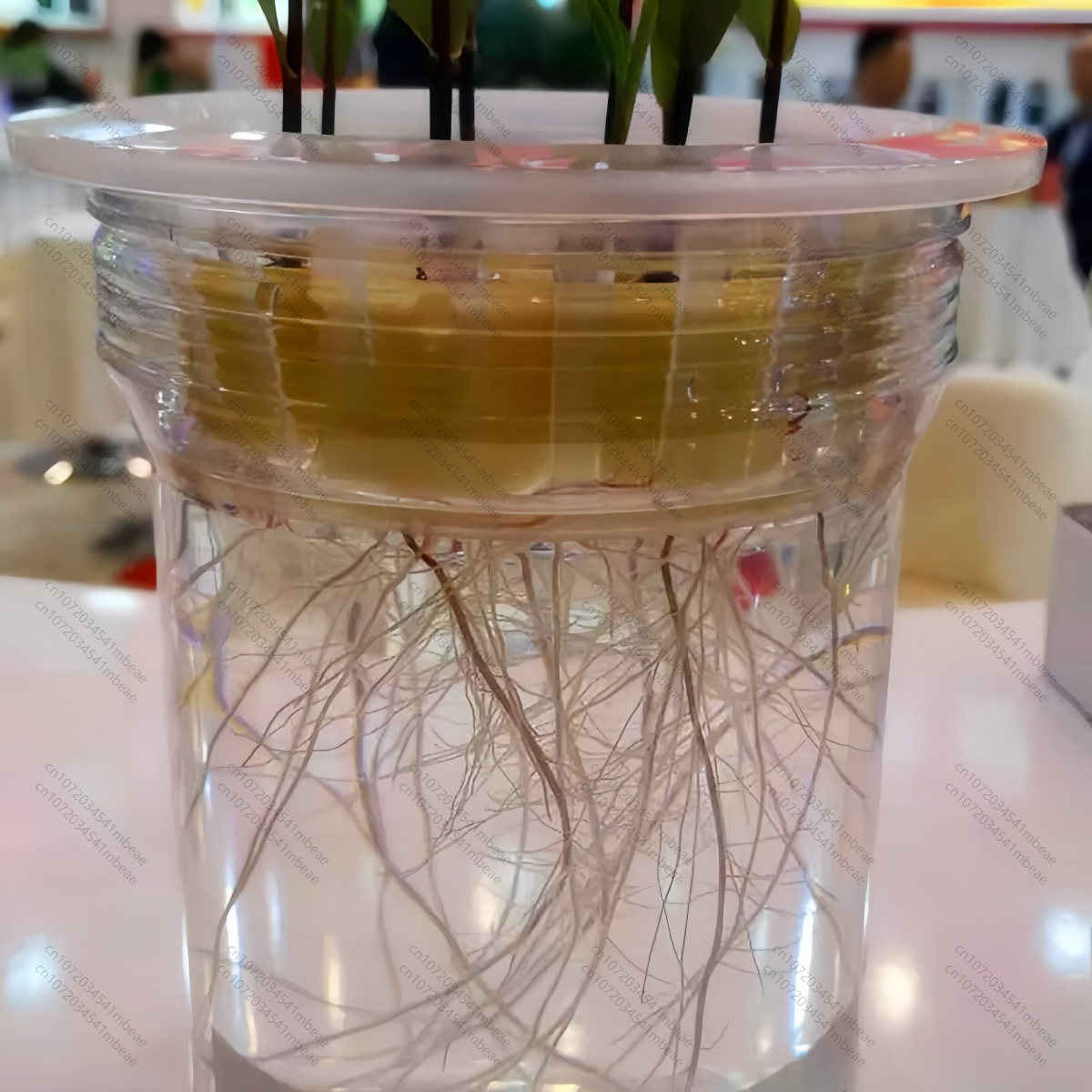 NAA 98% TC 1-Naphthaleneacetic – Rooting Hormone Powder recenzja i cena