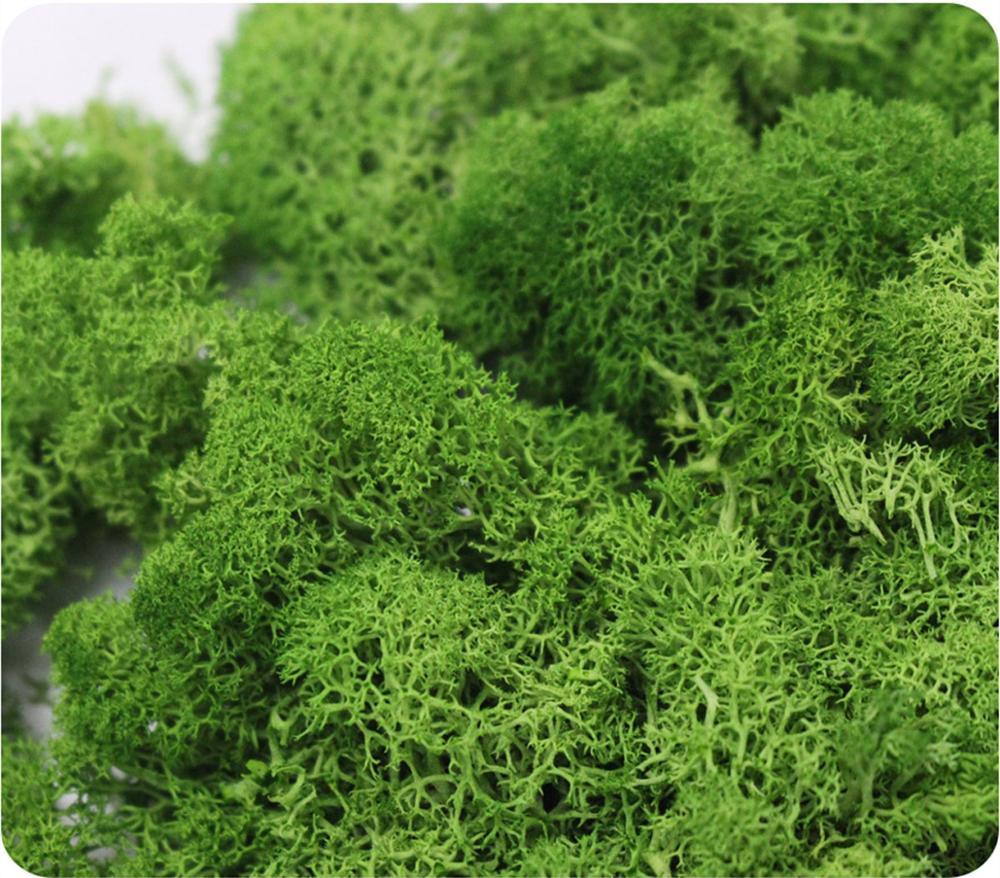 Artificial Plant Eternal Life  – Sphagnum Moss Dry recenzja i cena