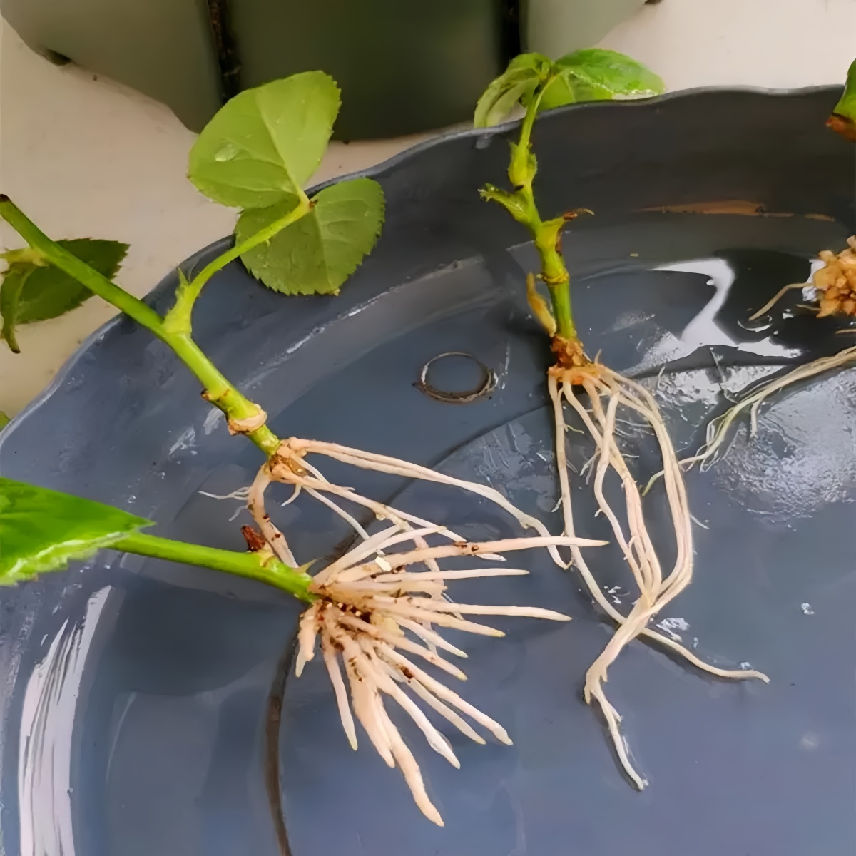3-indoleacetic Acid IAA Auxina – Rooting Hormone Powder recenzja i cena