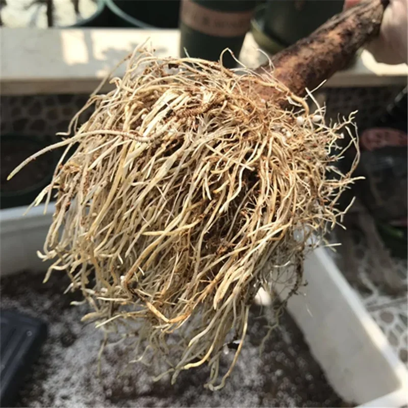 10g Quickly Rooting Powder Hor – Rooting Hormone Powder recenzja i cena