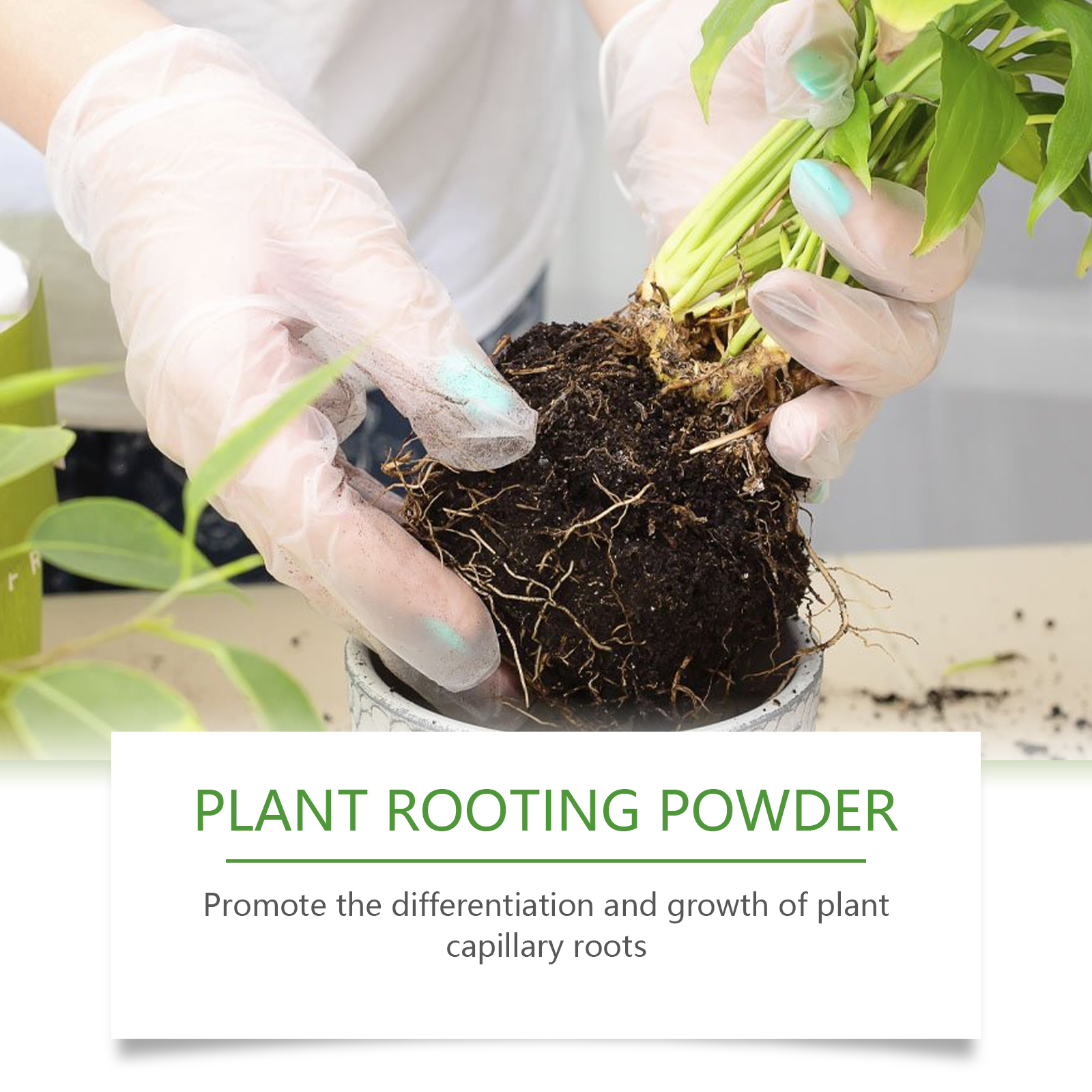 100g Plant Rooting Powder for  – Rooting Hormone Powder recenzja i cena